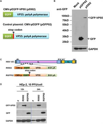 Degradation of Herpes Simplex Virus-1 Viral miRNA H11 by Vaccinia Virus Protein VP55 Attenuates Viral Replication